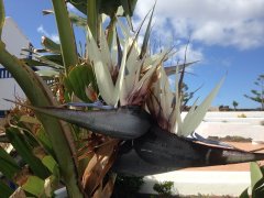 The white strelitzia